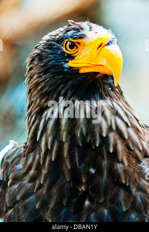 Portrait Steller (Pacific) Eagles in the Novosibirsk Zoo Stock Photo