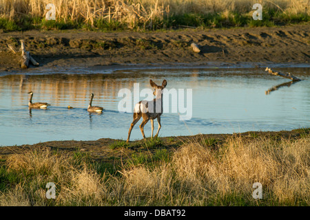 Mule Deer (Odocoileus hemionus) Mule deer watching geese as walking along Bow River.  Bow River, Alberta, Canada Stock Photo