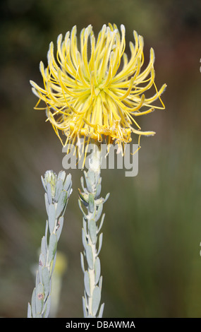 Rocket Pincushion Protea (Leucospermum reflexum), Cape Town, South Africa Stock Photo