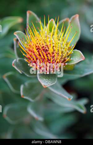 Tufted Pincushion Protea (Leucospermum oleifolium) with morning dew, Cape Town, South Africa Stock Photo