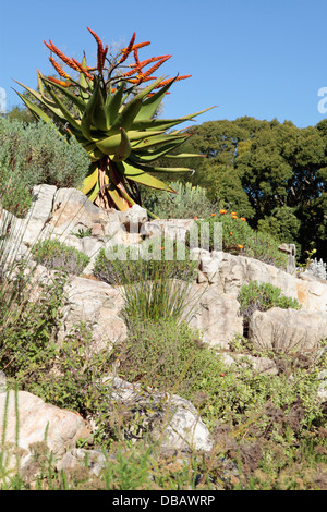 Flat-Flowered Aloe or Mountain Aloe (Aloe marlothii), Cape Town, South Africa Stock Photo