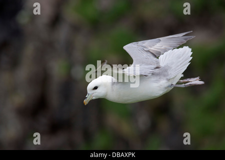 Fulmar; Fulmarus glacialis; in Flight; Shetland; UK Stock Photo