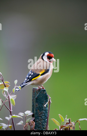 Goldfinch; Carduelis carduelis; UK Stock Photo