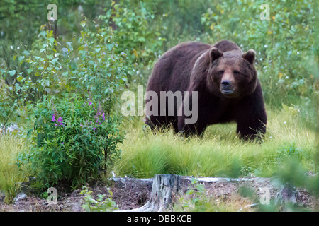 Wild Eurasian brown bear (Ursus arctos arctos), Lentiira, Finland.