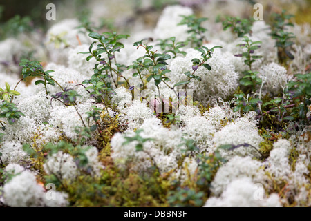 Cladonia rangiferina, also known as reindeer lichen, reindeer moss, deer moss, and caribou moss, Lentiira, Kuhmo, Finland. Stock Photo