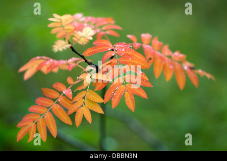 Sapling of possibly a Rowan tree growing in woodland surrounding lake Lentiira, Kuhmo, Finland. Stock Photo