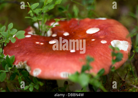 Fly Agaric (Amanita muscaria) Fungi growing in woodland surrounding lake Lentiira, Kuhmo, Finland. Stock Photo