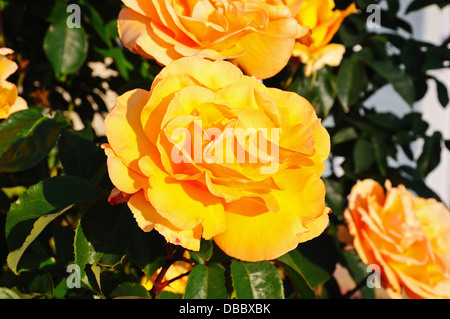 Peach coloured English rose in full bloom, England, Western Europe. Stock Photo