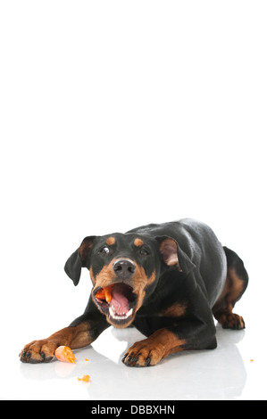 German pinscher dog isolated on white Stock Photo