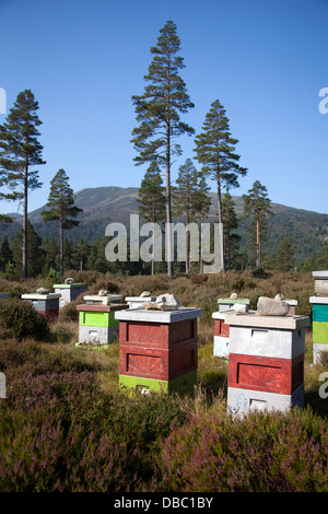 Heather Treebees Scottish heather honey bees harvest the nectar from wild heather ...