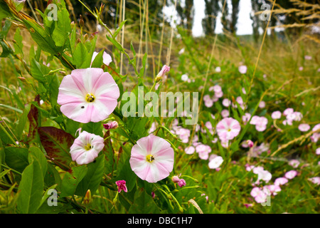 Field Bindweed convolvulus arvensis Stock Photo