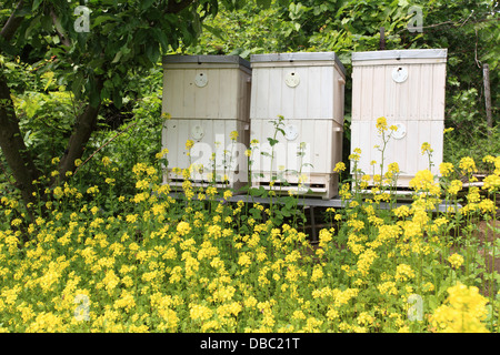 The blooming yellow flowers of White mustard (Sinapis alba) in front of bee hives. Location: Male Karpaty, Slovakia. Stock Photo