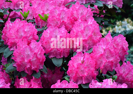 Pink purple rich Rhododendron Germania blossom Stock Photo