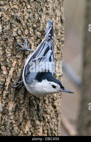 A Small Bird, White Breasted Nuthatch In A Typical Upside Down Pose, Sitta carolinensis, Stock Photo