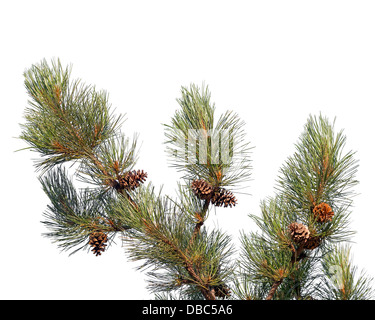 Pine tree branch with cones isolated on white Stock Photo