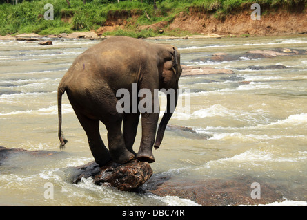 Young Lankesian Elephant (Elephas Maximus Maximus) Balancing on a Stone in Ma Oya River, Pinnawela, Sri Lanka Stock Photo
