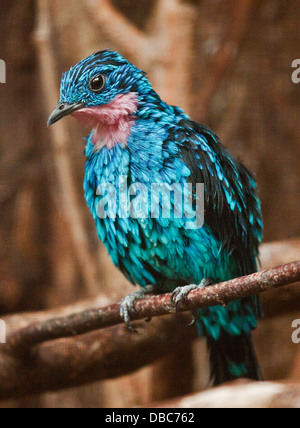 Spangled Cotinga, Cotinga Cayana, Detail Portrait of Exotic Rare