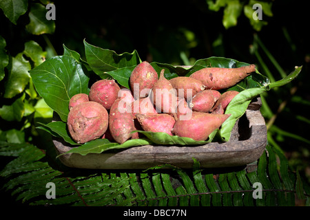 Organic sweet red potatoes in a wooden bowl ready for sale at a vegetable market in Aitutaki Island, Cook Islands Stock Photo