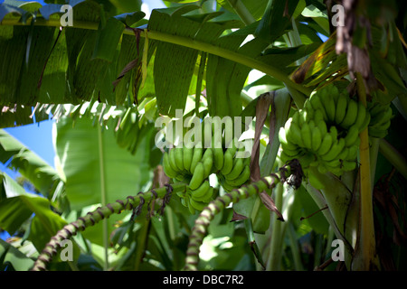 Bunches of bananas ripening on banana trees in a green organic fruit and vegetable plantation in Aitutaki Island, Cook Islands Stock Photo