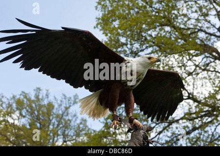 White Tailed Sea Eagle in a gloved hand Stock Photo