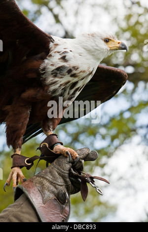 White Tailed Sea Eagle in a gloved hand Stock Photo