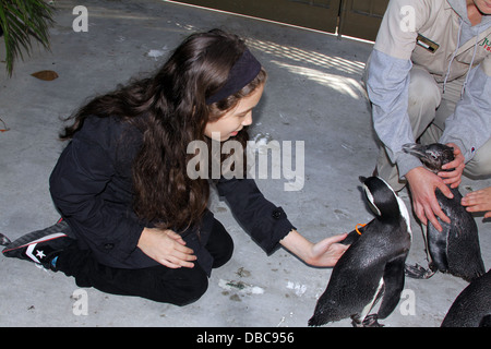 Young girl petting a penguin at a zoo. Stock Photo