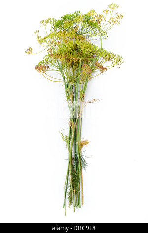 Dill flower isolated on white Stock Photo