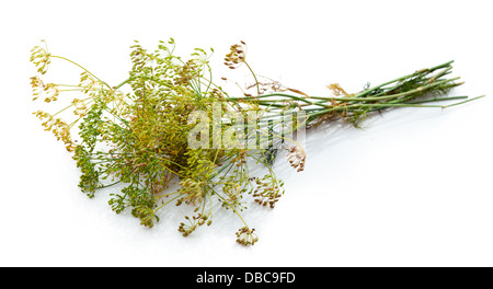 Dill flower isolated on white Stock Photo