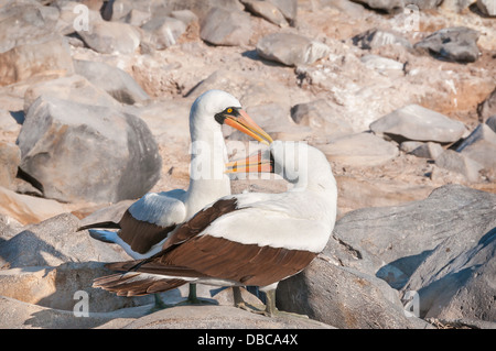 Pair of Nazca Boobies in the Galapagos Stock Photo
