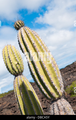 Candelabra cactus found in arid areas of the Galapagos growing up to eight metres tall. Stock Photo