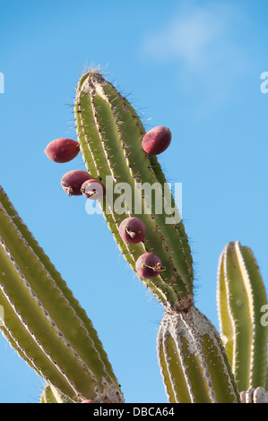 Candelabra cactus found in arid areas of the Galapagos growing up to eight metres tall. Stock Photo