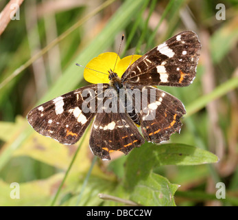 Close up  of a 2nd generation  European Map Butterfly (Araschnia levana) Stock Photo