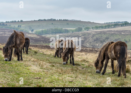 Exmoor ponies on Exmoor Stock Photo