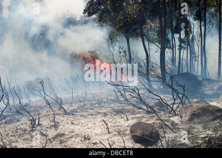 Continental summer hot weather and drought: Forest fire raging with huge flames in dry woodland during a seasonal heatwave in The Algarve, Portugal Stock Photo
