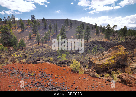 Pine trees at Sunset Crater volcano in Flagstaff Stock Photo