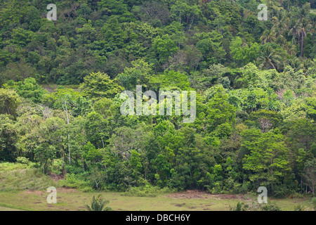 Typical Landscape on Bohol Island, Philippines Stock Photo