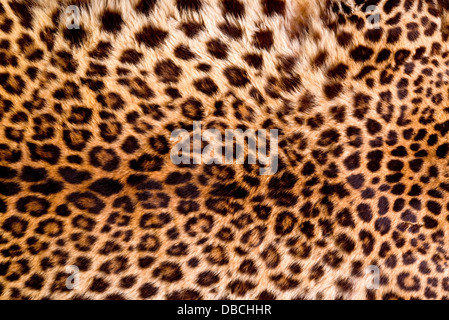 Real Leopard Skin. Stock Photo