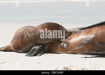 Stock photo of a galapagos sea lion pup nursing, Espanola Island Stock Photo