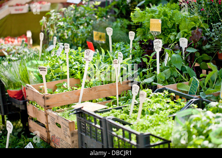 different fresh green herbs on market outdoor summer Stock Photo