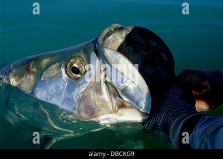 Angler holding a tarpon (Megalops Atlanticus) caught while fly fishing near Key West in the Florida Keys Stock Photo