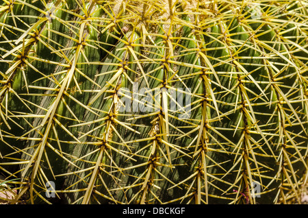 Closeup view of the prickly needles of a cactus Stock Photo
