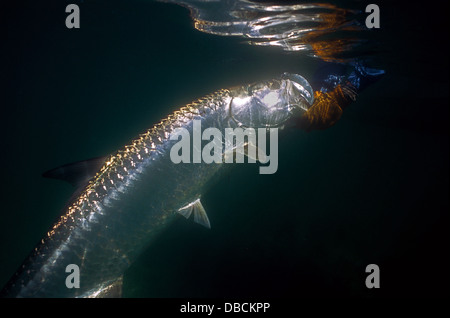 An underwater tarpon (Megalops Atlanticus) caught while fly fishing near Marathon Florida Keys Stock Photo