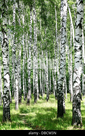birch tree grove in summer green forest. white trunk wall Stock Photo ...
