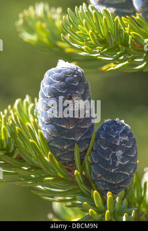 Blue alpine fir cones (Abies lasiocarpa) with frost, Jasper National Park, Alberta Stock Photo