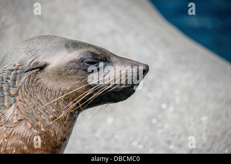 An Australia seal [sea lion] basking in the sun near the water Stock Photo