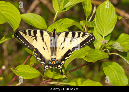 Canadian tiger swallowtail butterfly (Papilio canadensis) perched on a red-osier dogwood shrub (Cornus sericea), Wagner Bog Stock Photo