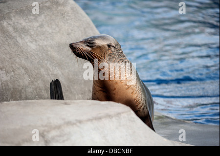 An Australia seal [sea lion] basking in the sun near the water Stock Photo