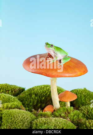 White-lipped tree frog on a toadstool or mushroom Stock Photo