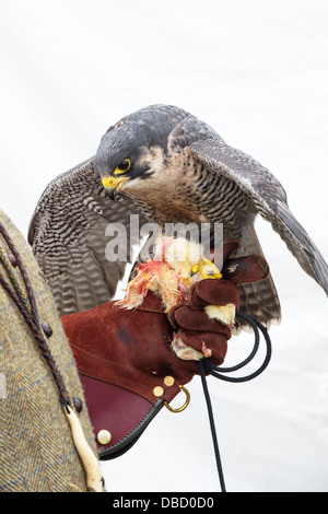 Peregrine falcon on a falconers gloved hand feeding Stock Photo