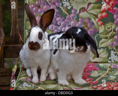 Chocolate English Spot and Dwarf Lop Eared Rabbits Stock Photo